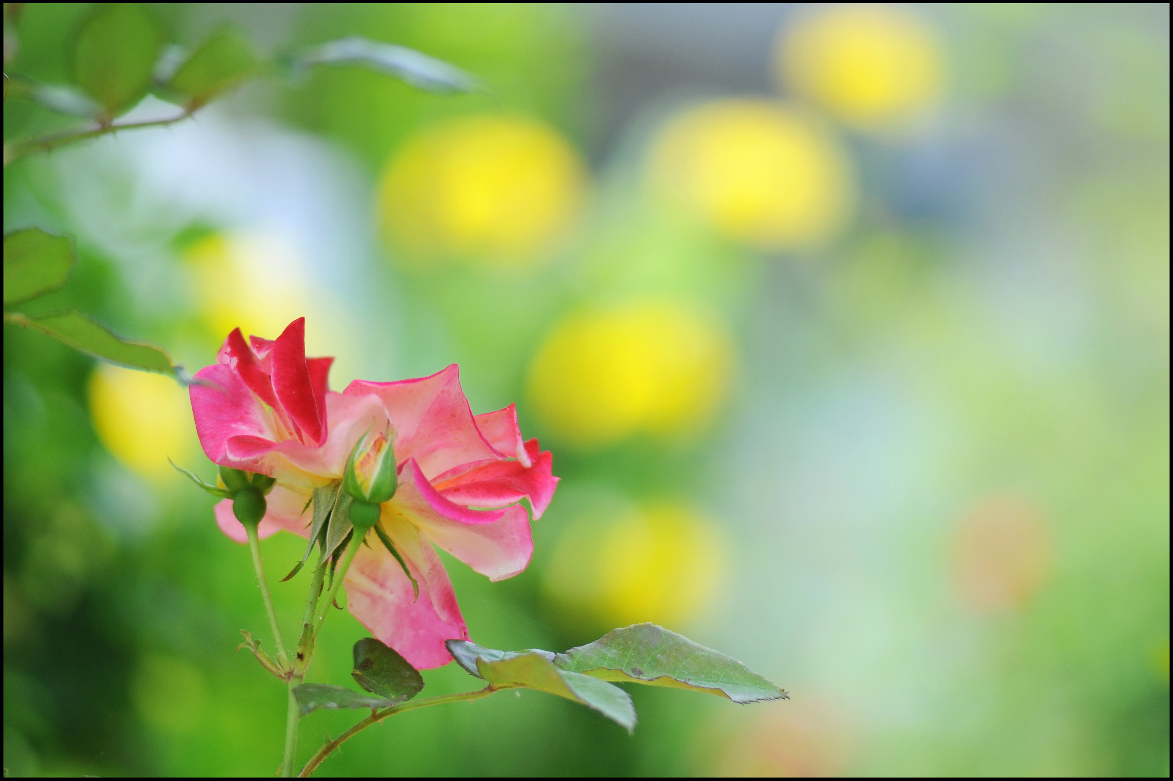 김영숙 DSC_A0059-인기상.jpg